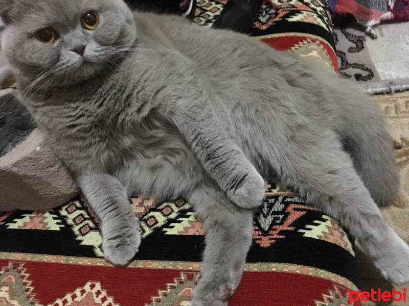 Scottish Fold, Kedi  Keyti fotoğrafı
