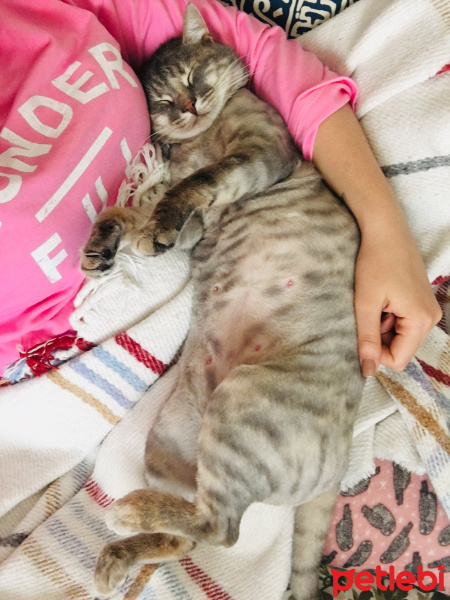 Tekir Kedi, Kedi  Bade fotoğrafı
