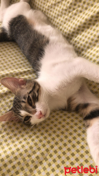 Soke, Kedi  Annesi ölen yavru fotoğrafı