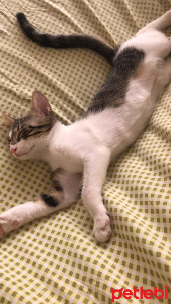 Soke, Kedi  Annesi ölen yavru fotoğrafı