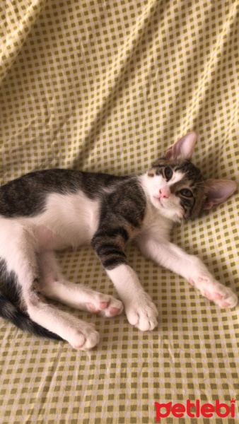 Soke, Kedi  Annesi ölen yavru fotoğrafı