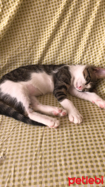 Soke, Kedi  Annesi ölen yavru fotoğrafı