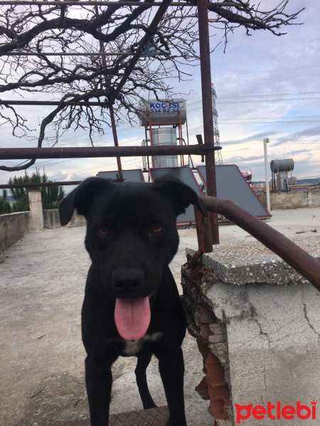 Sokö (Sokak Köpeği), Köpek  Mişa fotoğrafı