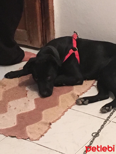 Sokö (Sokak Köpeği), Köpek  Mişa fotoğrafı