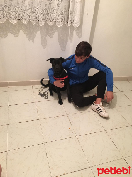 Sokö (Sokak Köpeği), Köpek  Mişa fotoğrafı
