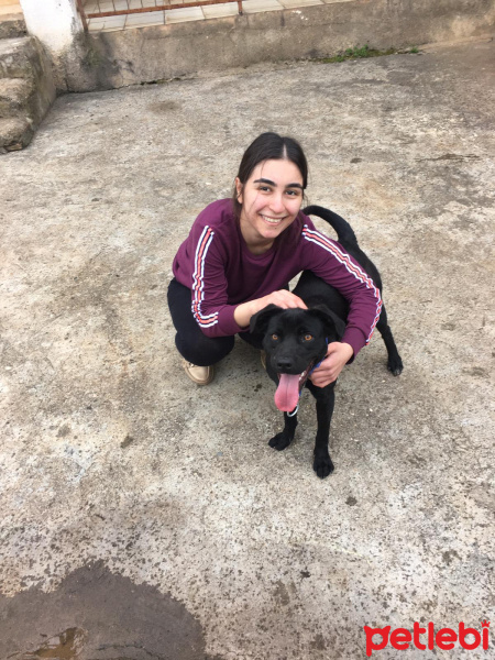 Sokö (Sokak Köpeği), Köpek  Mişa fotoğrafı