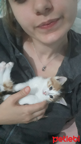 Tekir Kedi, Kedi  Mırmır fotoğrafı