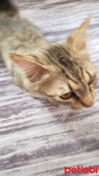 Tekir Kedi, Kedi  Cicek fotoğrafı