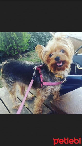 Yorkshire Terrier, Köpek  Misha fotoğrafı
