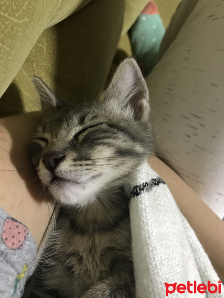 Tekir Kedi, Kedi  Lokum fotoğrafı