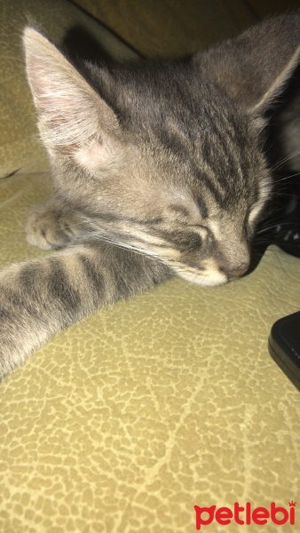 Tekir Kedi, Kedi  Lokum fotoğrafı