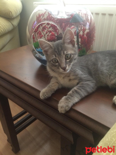 Tekir Kedi, Kedi  Lokum fotoğrafı