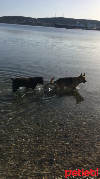 Alman Çoban Köpeği, Köpek  ARES fotoğrafı