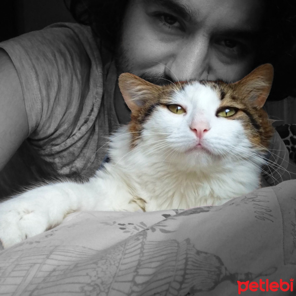 Norwegian Forest, Kedi  Milka fotoğrafı