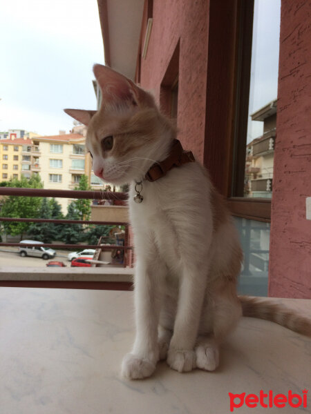 Sarman, Kedi  Tarçın fotoğrafı