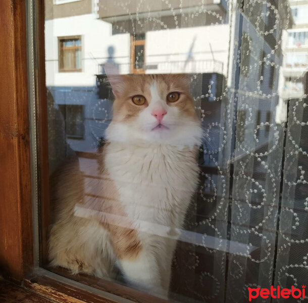 Sarman, Kedi  Tarçın fotoğrafı