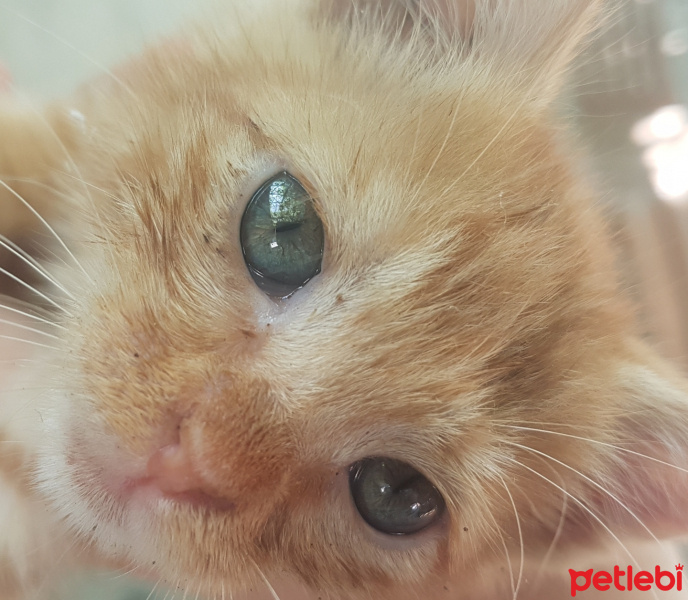 Tekir Kedi, Kedi  Tırmık fotoğrafı