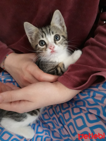 Tekir Kedi, Kedi  Eros fotoğrafı