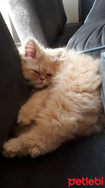 İran Kedisi (Persian), Kedi  Bıyık fotoğrafı
