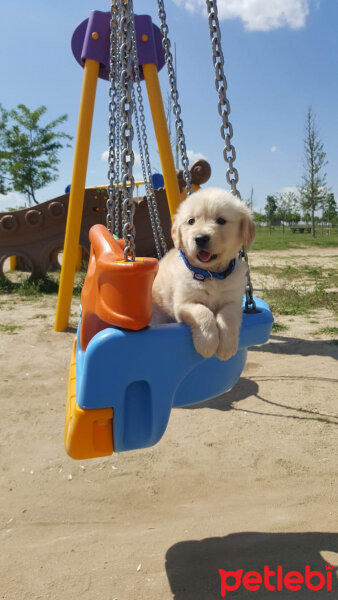 Golden Retriever, Köpek  Life fotoğrafı