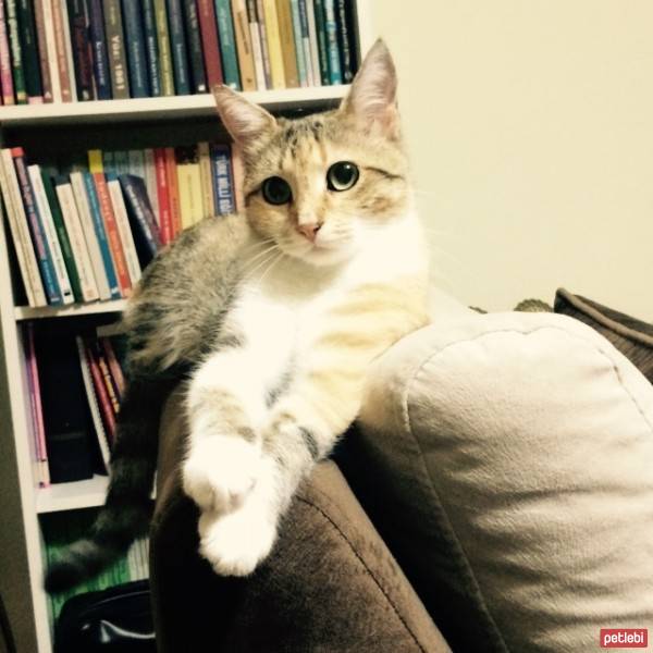 Tekir Kedi, Kedi  Tarçın fotoğrafı