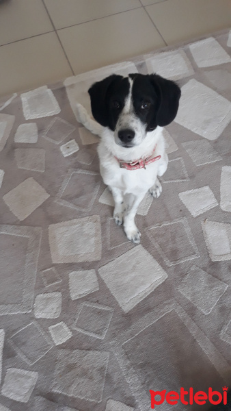 Russian Spaniel, Köpek  Cookie fotoğrafı