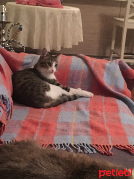 Siyam Kedisi, Kedi  Mocha fotoğrafı
