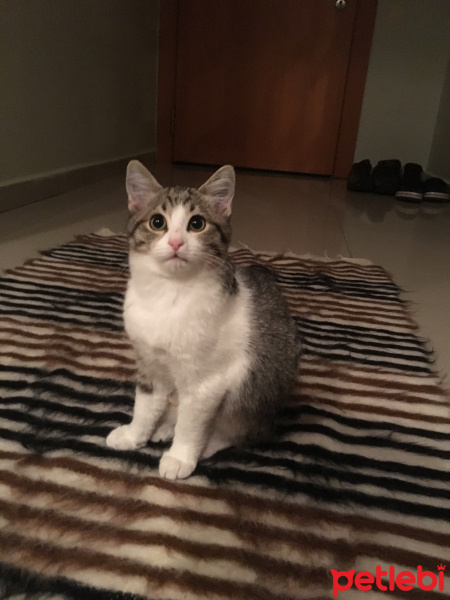 Siyam Kedisi, Kedi  Mocha fotoğrafı