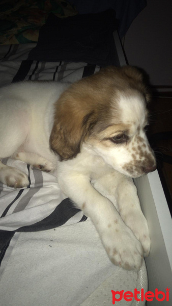 Amerikan Cocker Spaniel, Köpek  bade fotoğrafı