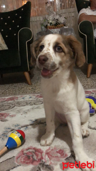 Amerikan Cocker Spaniel, Köpek  bade fotoğrafı