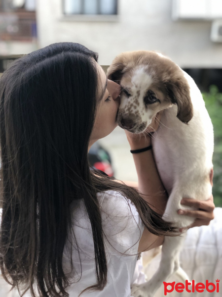 Amerikan Cocker Spaniel, Köpek  bade fotoğrafı