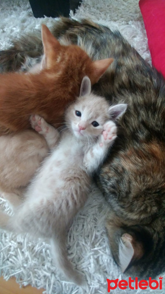 Tekir Kedi, Kedi  Muffin fotoğrafı