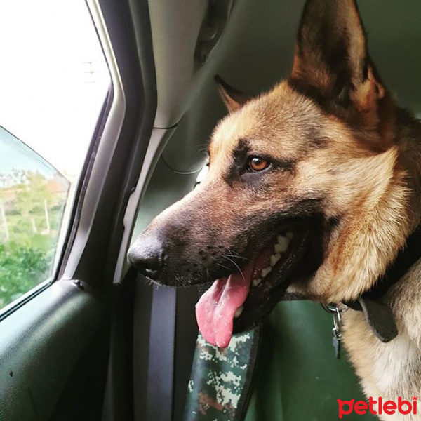 Alman Çoban Köpeği, Köpek  Garip fotoğrafı