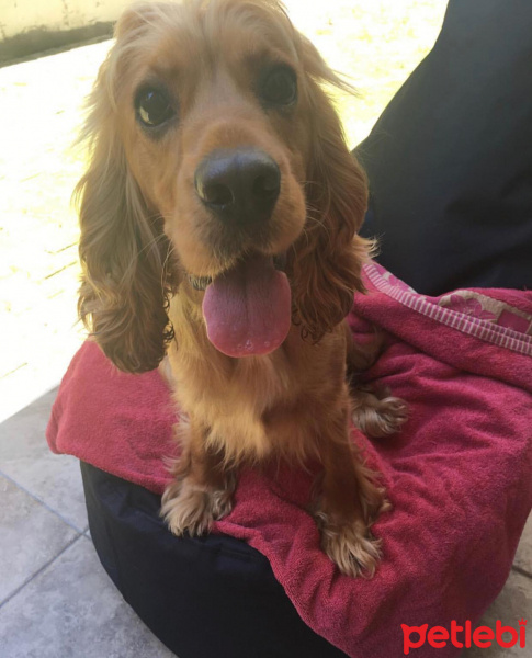 Amerikan Cocker Spaniel, Köpek  Maya fotoğrafı