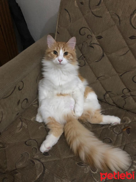 Sarman, Kedi  Leo fotoğrafı