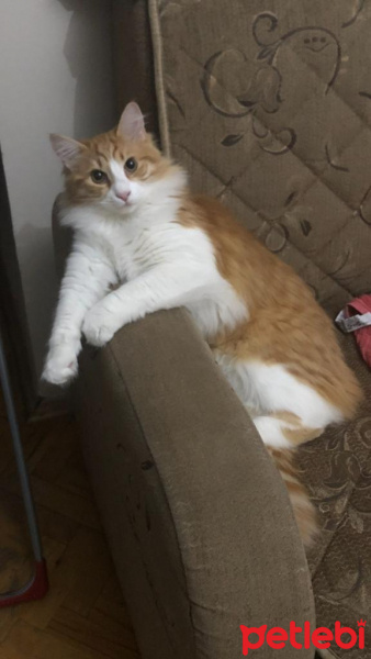 Sarman, Kedi  Leo fotoğrafı