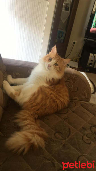 Sarman, Kedi  Leo fotoğrafı