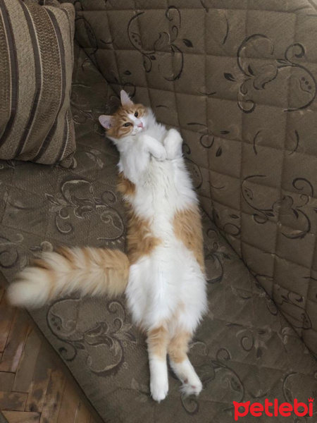 Sarman, Kedi  Leo fotoğrafı