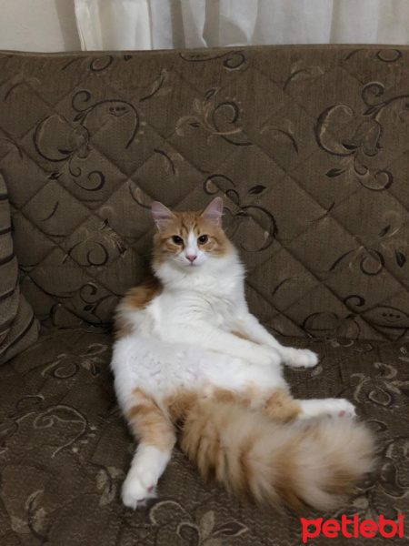 Sarman, Kedi  Leo fotoğrafı