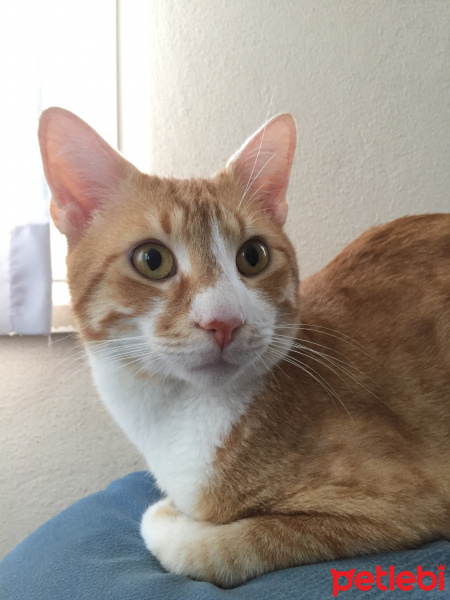 Sarman, Kedi  Mümtaz fotoğrafı