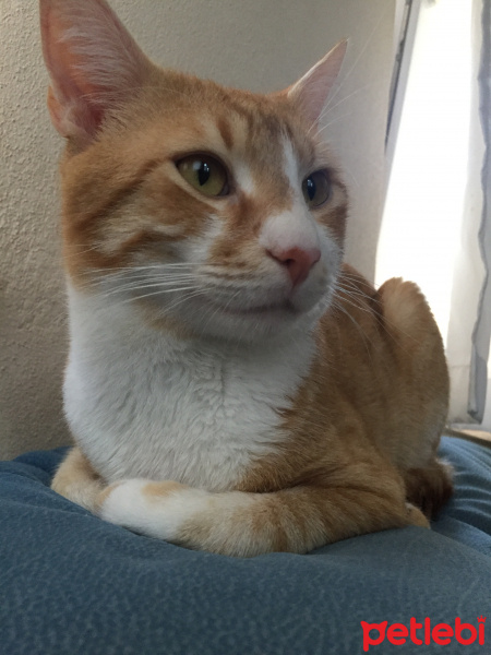 Sarman, Kedi  Mümtaz fotoğrafı