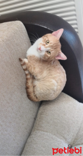 Sarman, Kedi  Mümtaz fotoğrafı