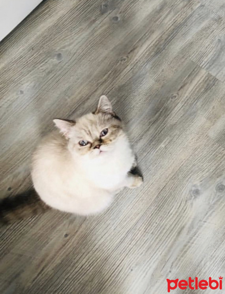 British Shorthair, Kedi  Pika fotoğrafı