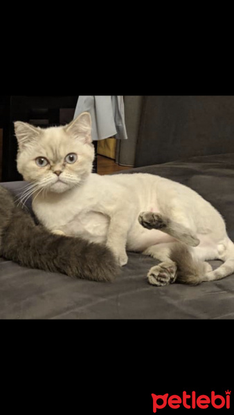 British Shorthair, Kedi  Pika fotoğrafı