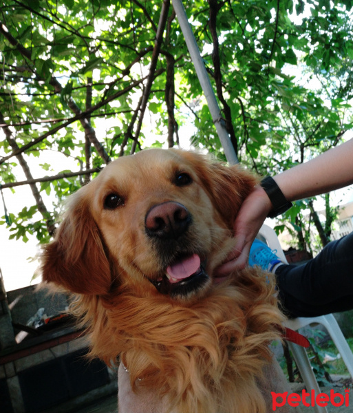 Golden Retriever, Köpek  Paşa fotoğrafı