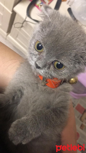 Scottish Fold, Kedi  Balım fotoğrafı