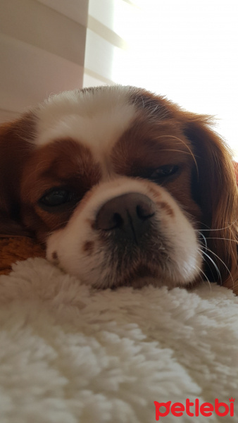 Cavalier King Charles Spanieli, Köpek  Mickey fotoğrafı