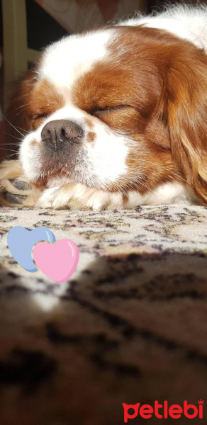 Cavalier King Charles Spanieli, Köpek  Mickey fotoğrafı