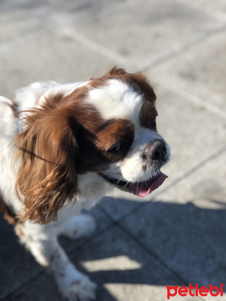 Cavalier King Charles Spanieli, Köpek  Mickey fotoğrafı