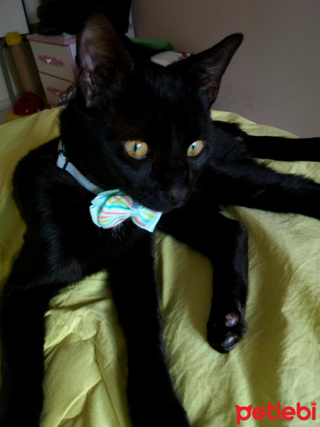 Bombay, Kedi  Pascal fotoğrafı
